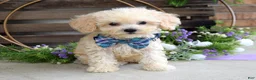 Maltipoo dogs for sale: Elliot - Ad 1