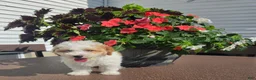 Miniature Poodle dogs for sale: Crystal - Ad 2