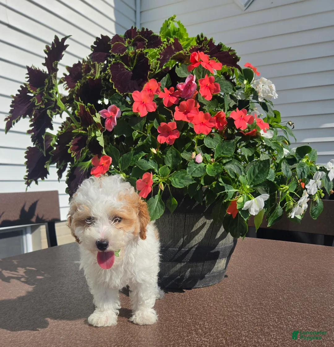Miniature Poodle dogs for sale: Crystal - Ad 2