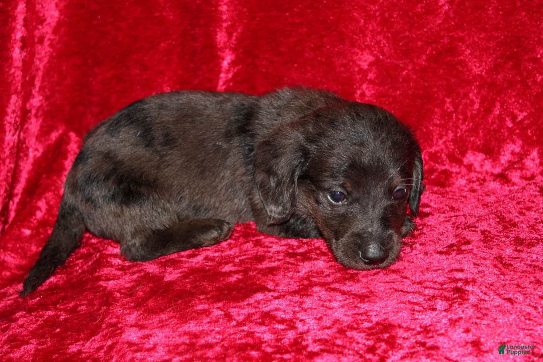 Doxiepoo dogs for sale: Doxiepoo Zuma - Ad 15