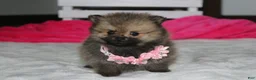 Pomeranian dogs for sale: Zoey - Ad 16