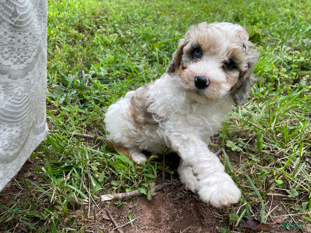 Mini Aussiedoodle dogs for sale: Bean  - Ad 1