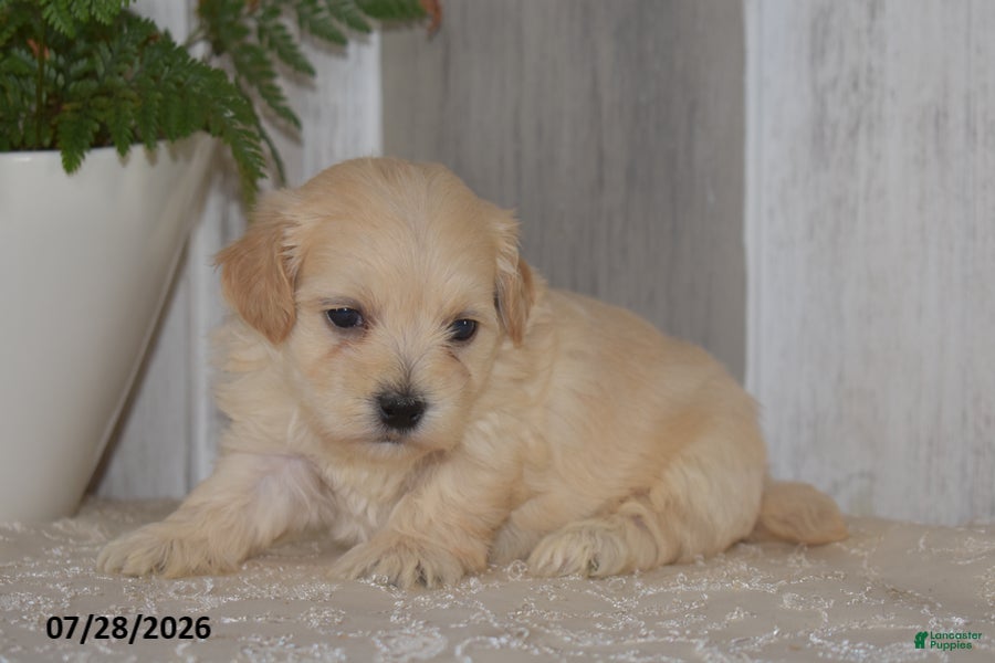 Maltipoo dogs Pete - Ad 2