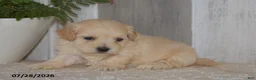 Maltipoo dogs for sale: Pete - Ad 2