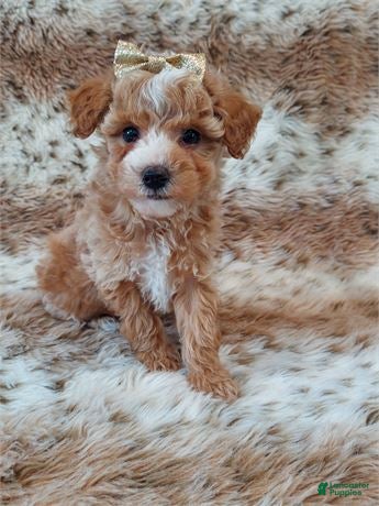 Miniature Poodle dogs Miniature Poodle Puppy 1 - Ad 2