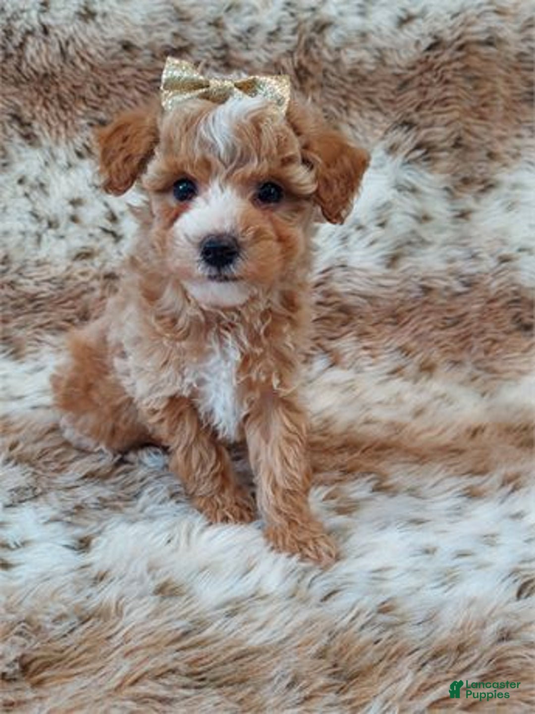 Miniature Poodle dogs for sale: Miniature Poodle Puppy 1 - Ad 1