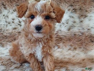 Miniature Poodle dogs Miniature Poodle Puppy 1 - Ad 4