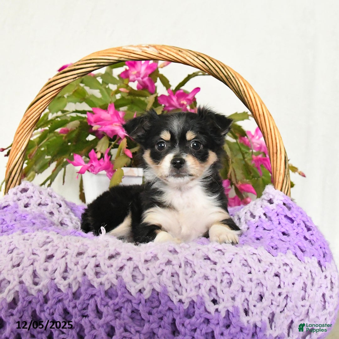 Chihuahua dogs for sale: Fancy - Ad 2