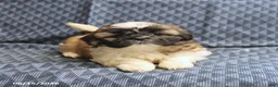 Shih Tzu dogs for sale: Cookie - Ad 4