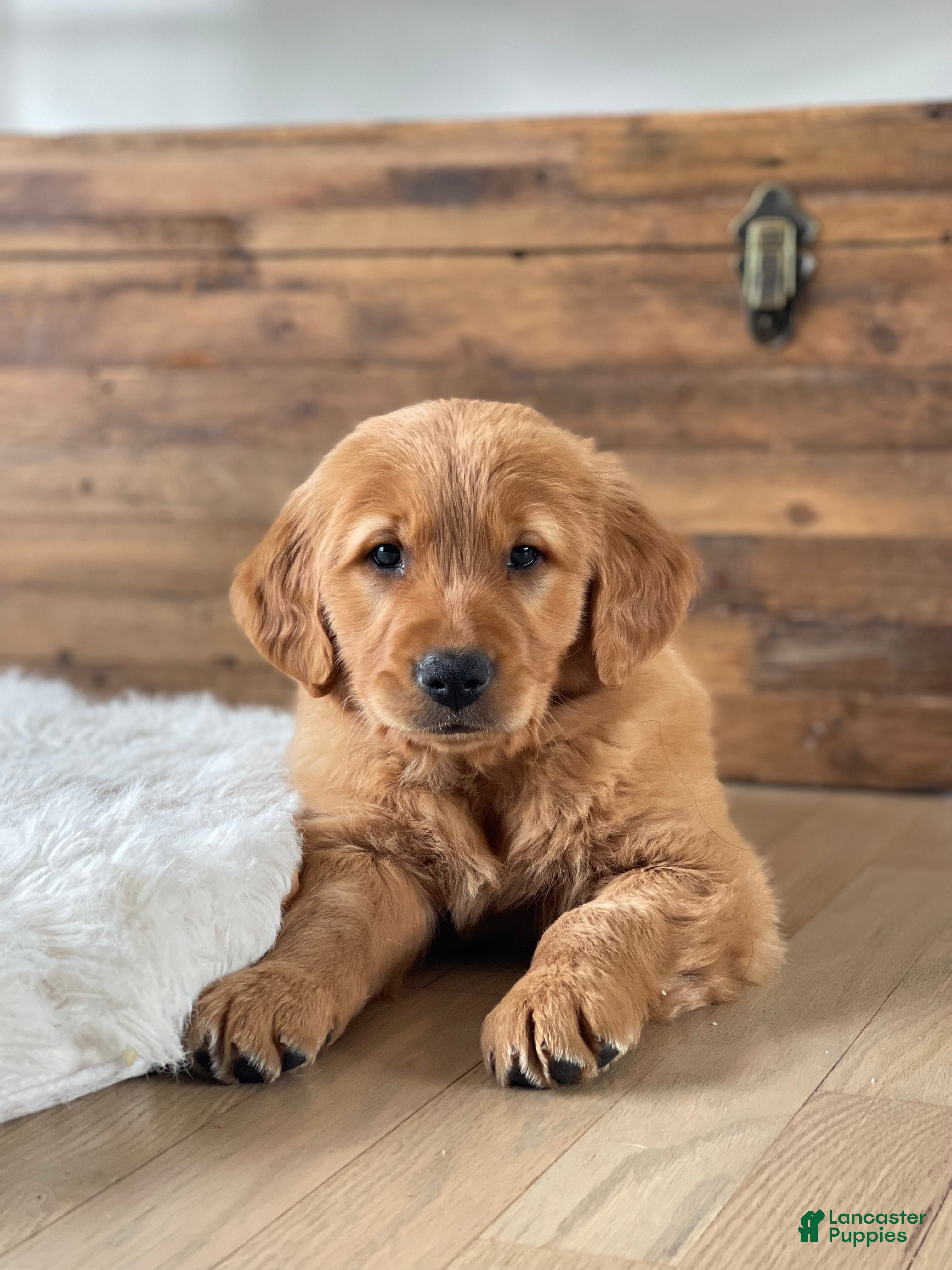 Golden Retriever dogs Tucker - Ad 1