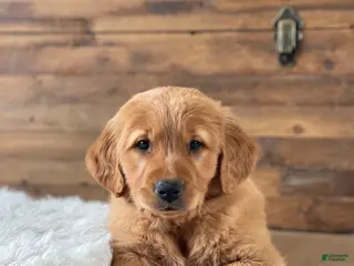 Golden Retriever dogs for sale: Tucker - Ad 1