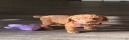Miniature Poodle dogs for sale: Riley - Ad 4