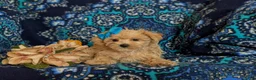 Maltipoo dogs for sale: Jolene 6 lbs Full Grown - Ad 6