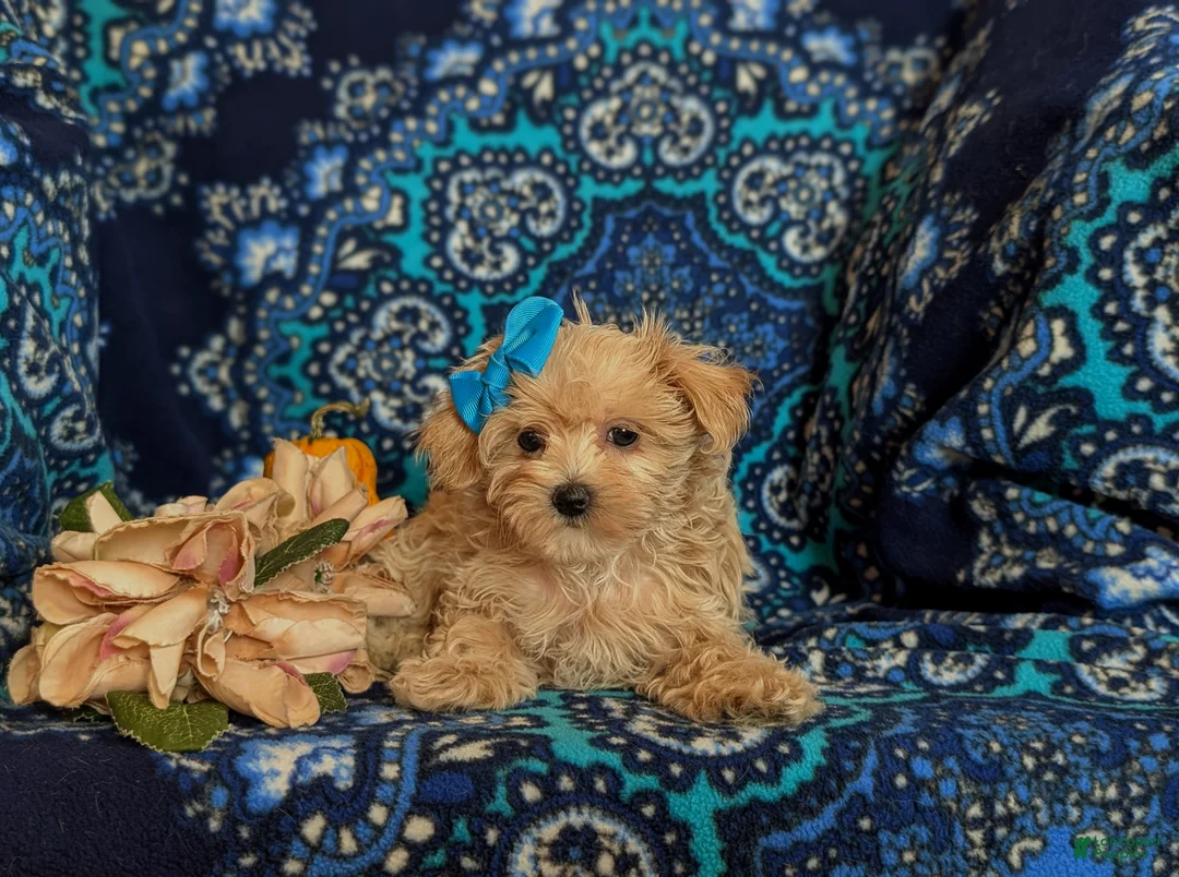 Maltipoo dogs for sale: Jolene 6 lbs Full Grown - Ad 6