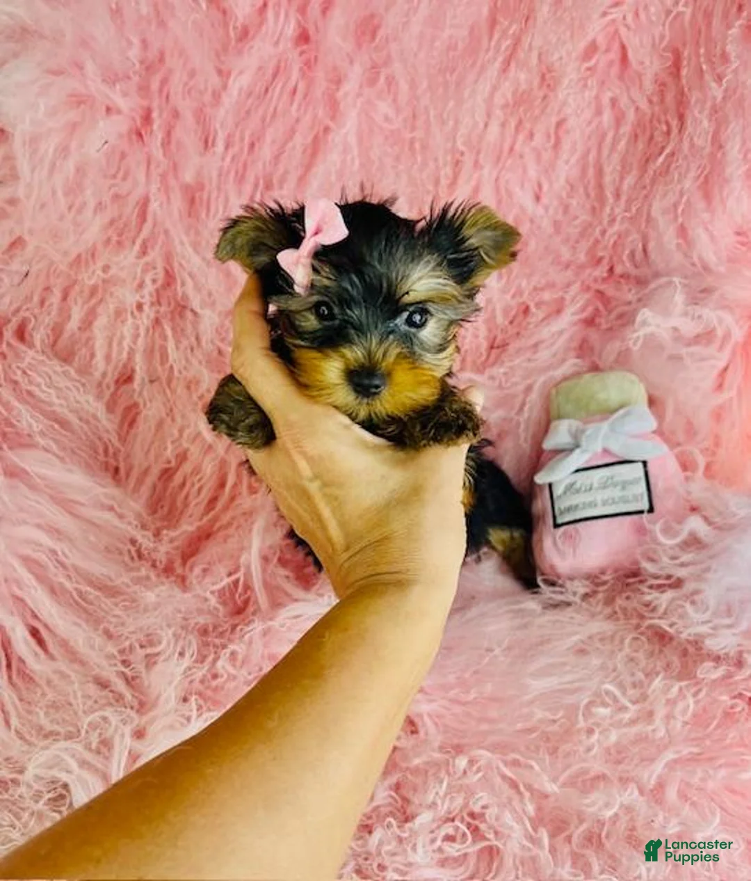 Yorkshire Terrier dogs for sale: Yorkshire Terrier 1 - Ad 2