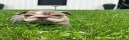 English Bulldog dogs for sale: Nicky - Ad 12