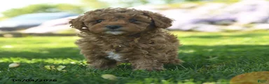 Ginger