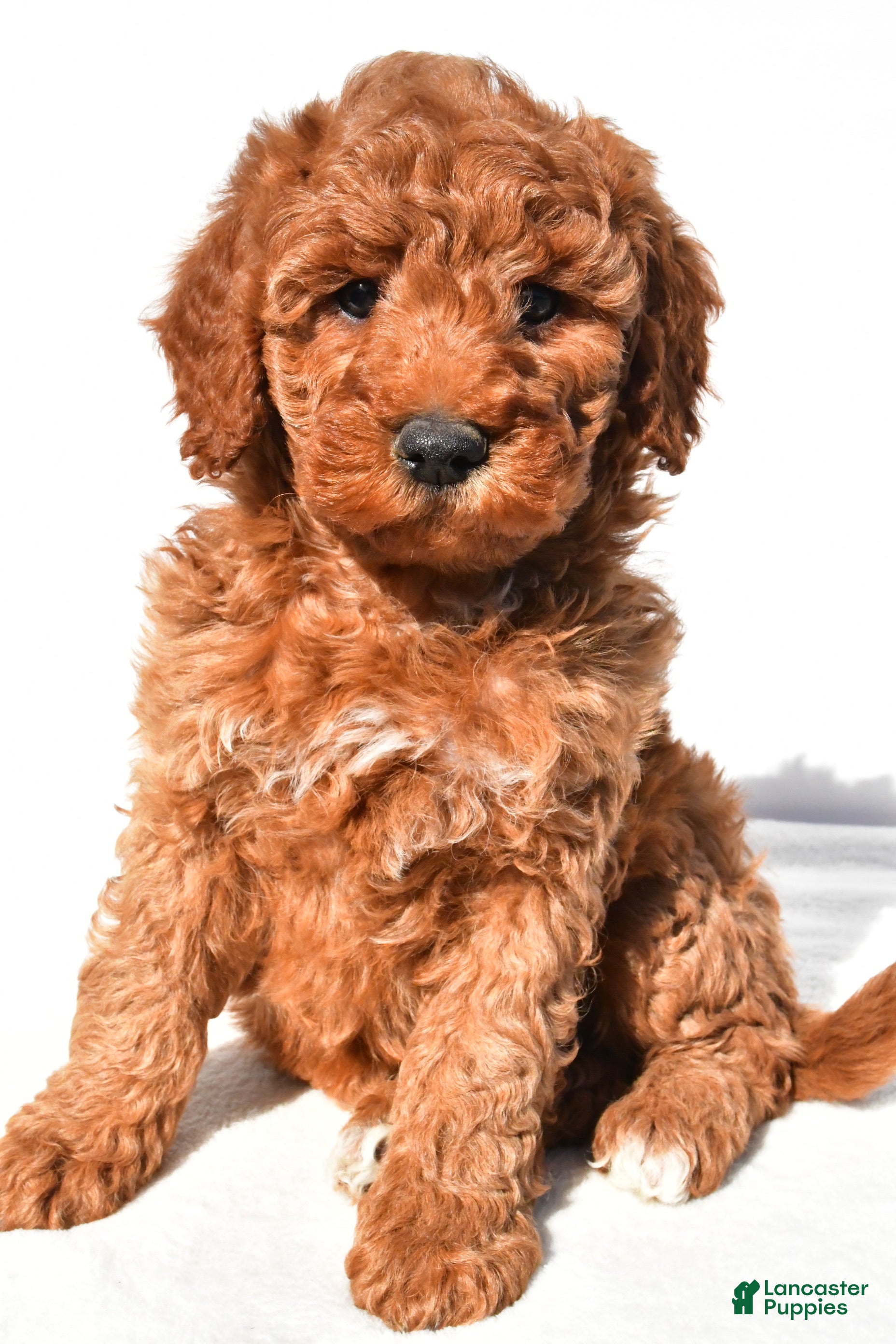 Mini Goldendoodle dogs Ashton - Ad 2