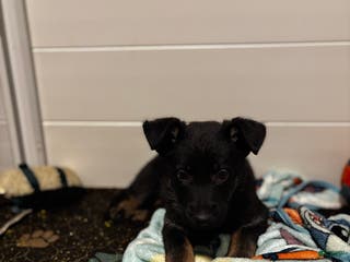 German Shepherd dogs Gonzo - Ad 28