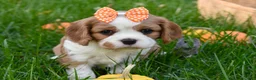 Cavalier King Charles Spaniel dogs for sale: Vera - Ad 10