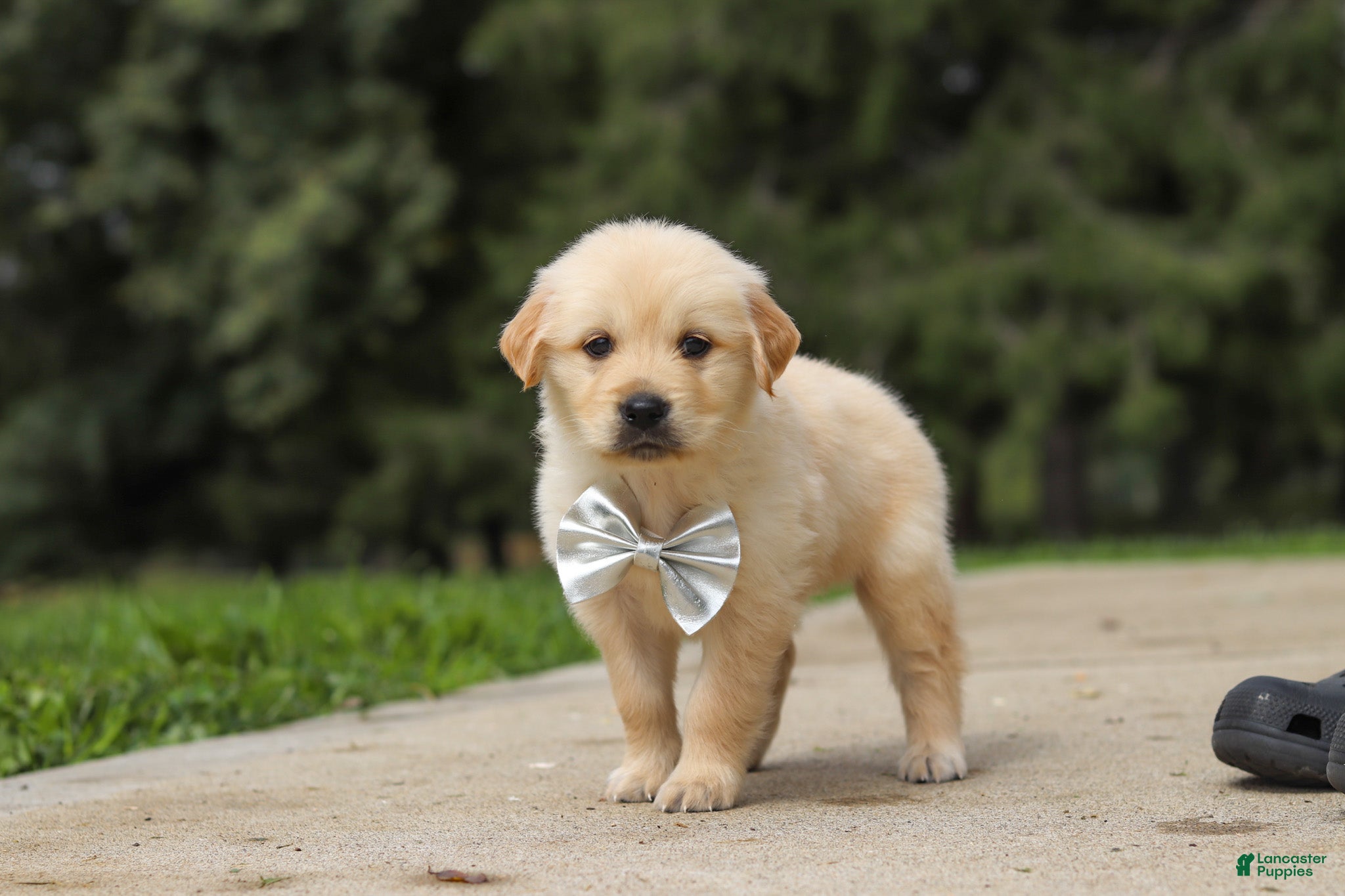 Golden Retriever dogs Baxter - Ad 2