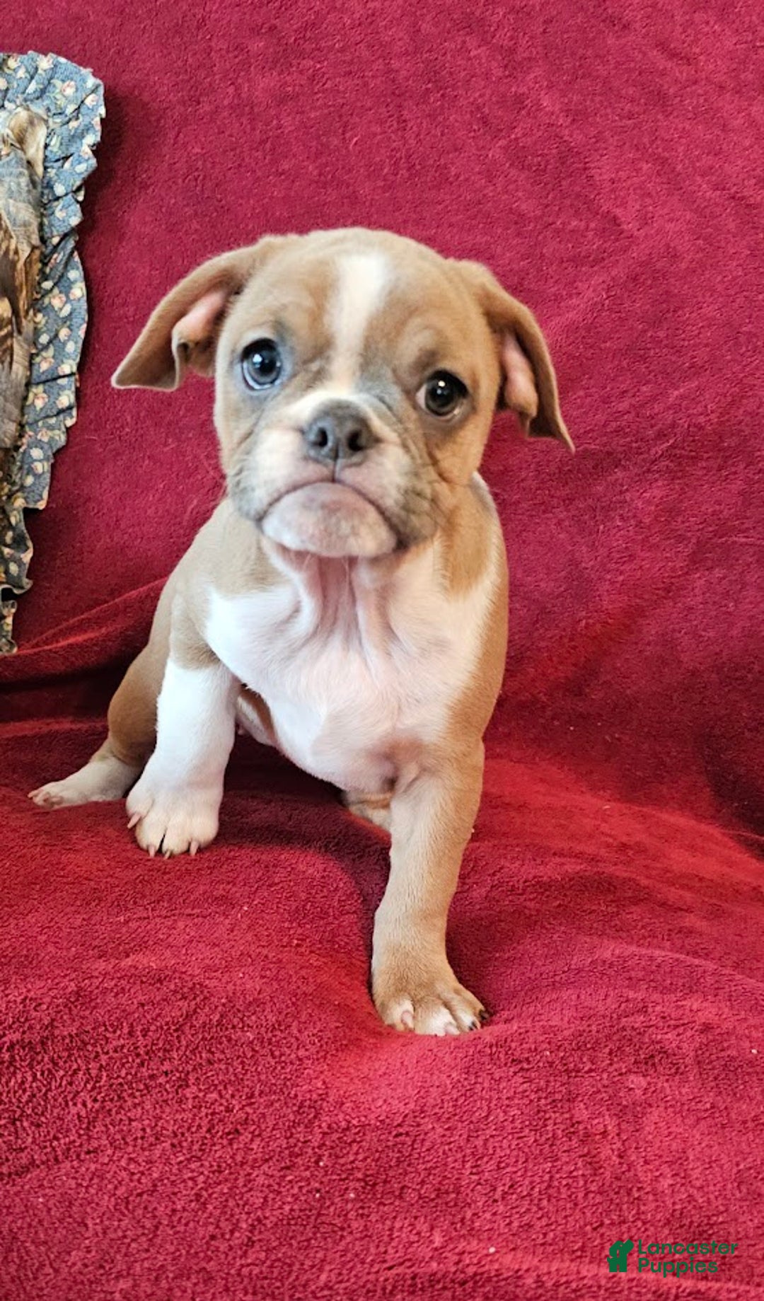 Mixed Breed dogs for sale: Tiny Tan Girl - Ad 11