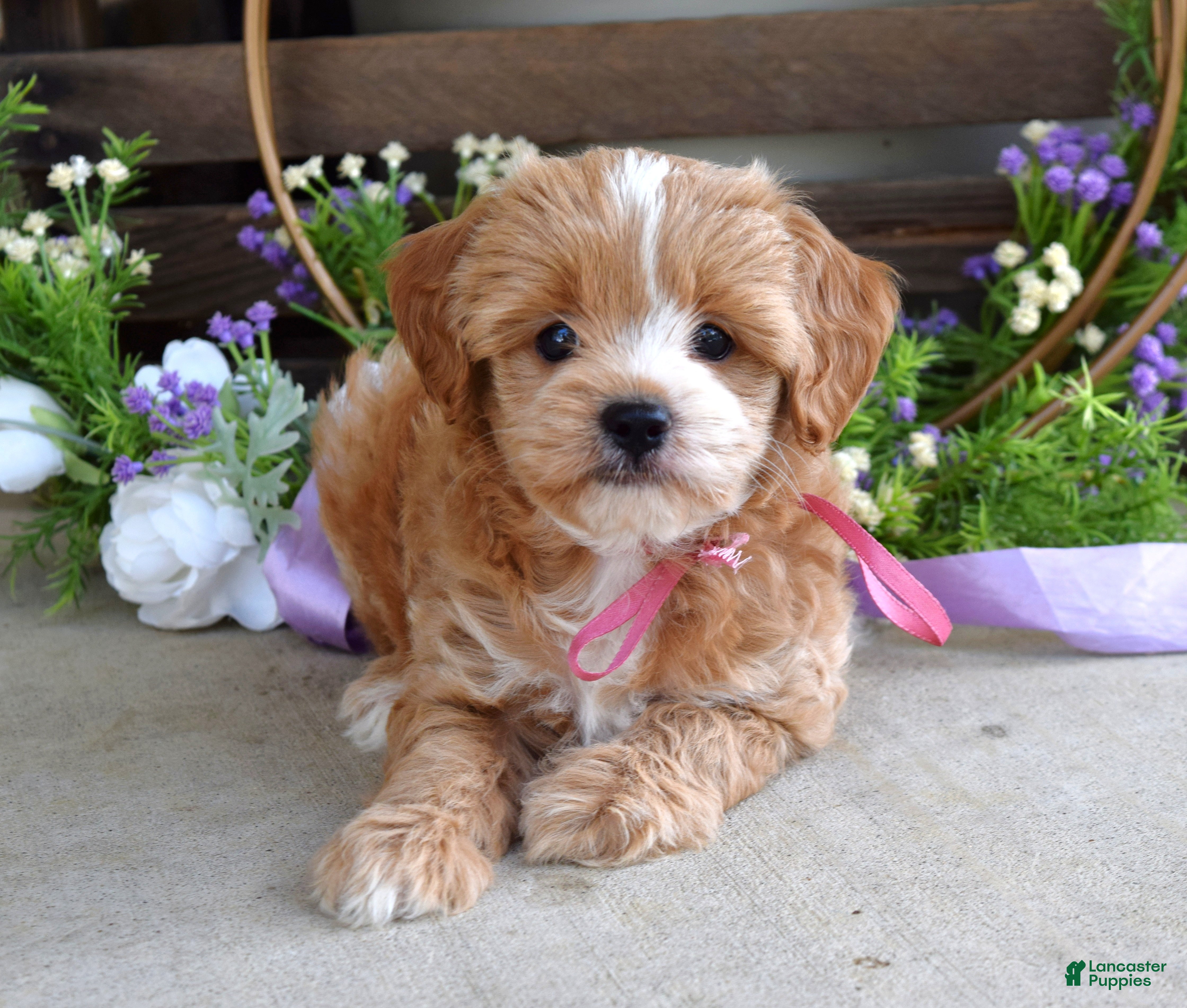 Maltipoo dogs Bella - Ad 2