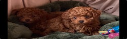 Toy Poodle dogs for sale: Toy Poodle Puppy 4 - Ad 3