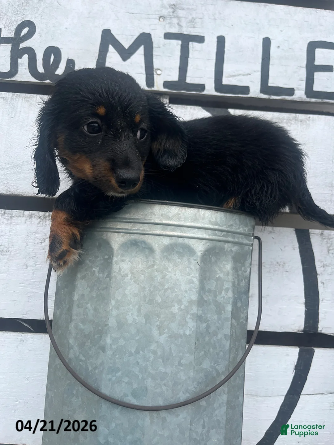 Miniature Dachshund dogs for sale: Anna - Ad 2