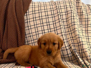 Golden Retriever dogs - Ad 6