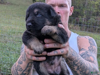 German Shepherd dogs - Ad 5