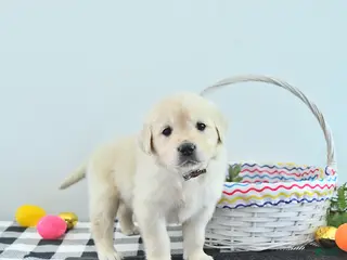 Golden Retriever dogs for sale: Alexa - Ad 4