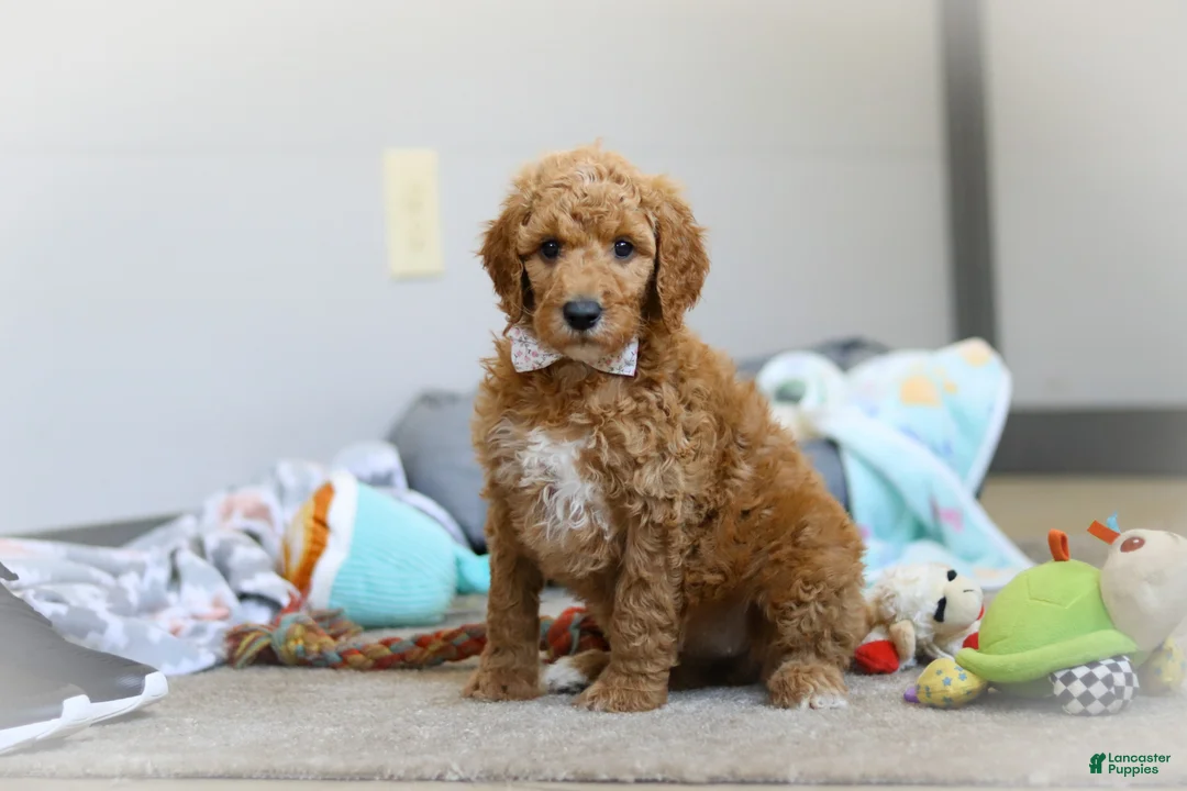 Standard Poodle dogs for sale: Josie AKC - Ad 2