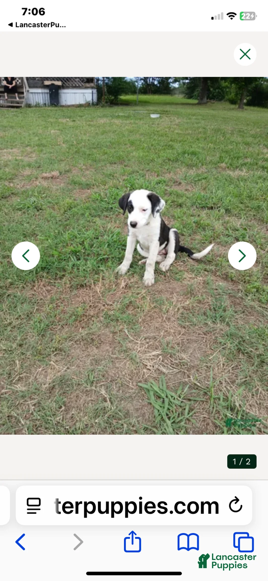 Mixed Breed dogs for sale: Patch - Ad 2