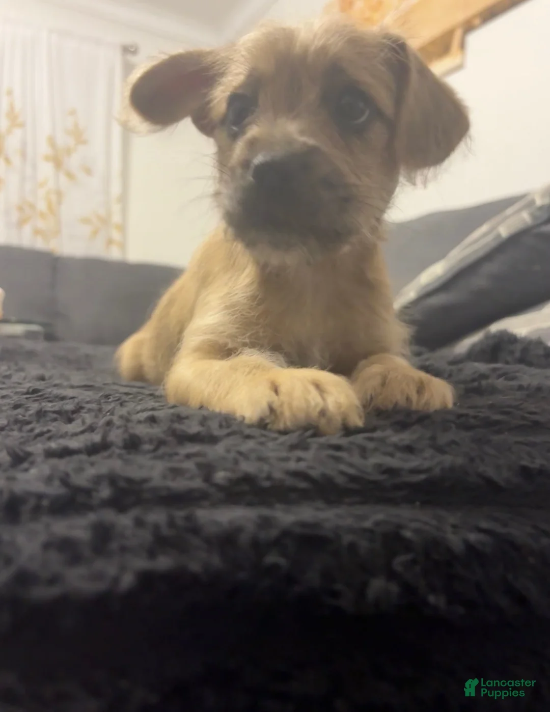 Mixed Breed dogs for sale: Tita - Ad 2