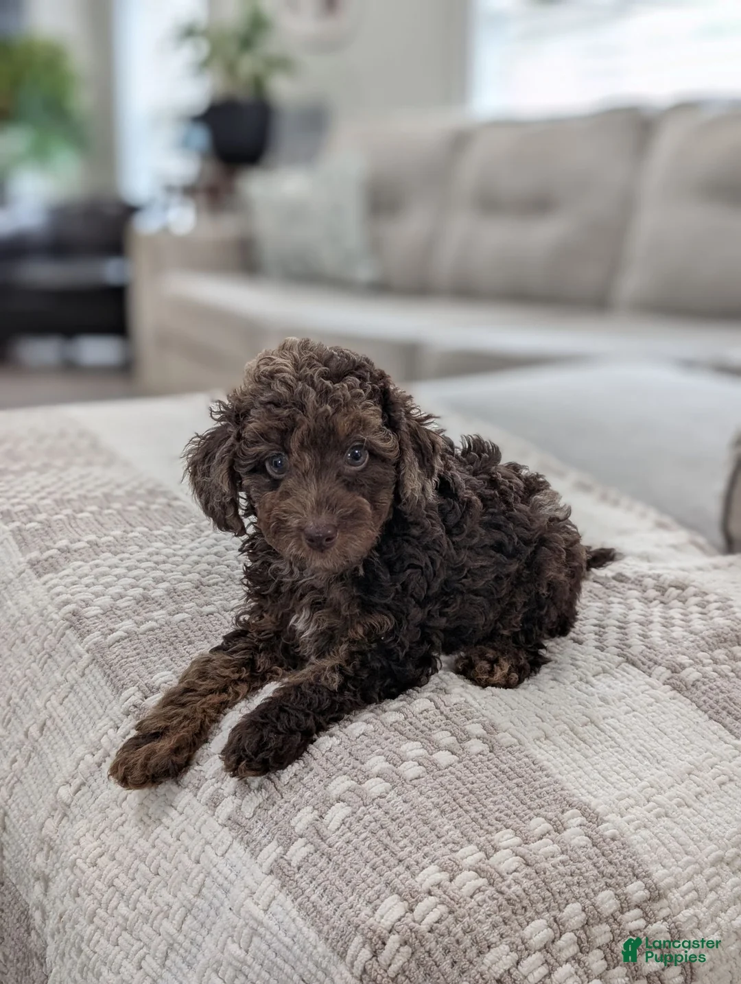 Miniature Poodle dogs for sale: AKC Maverick  - Ad 6