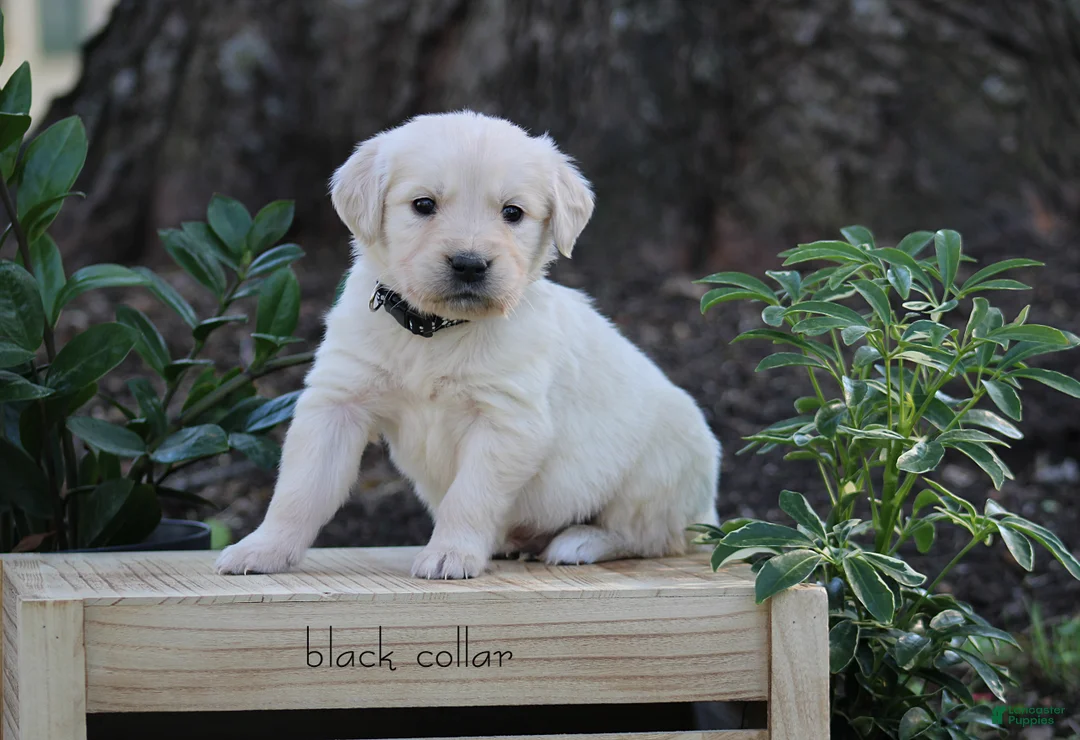 Golden Retriever dogs for sale: Golden Retriever Black Collar - Ad 1