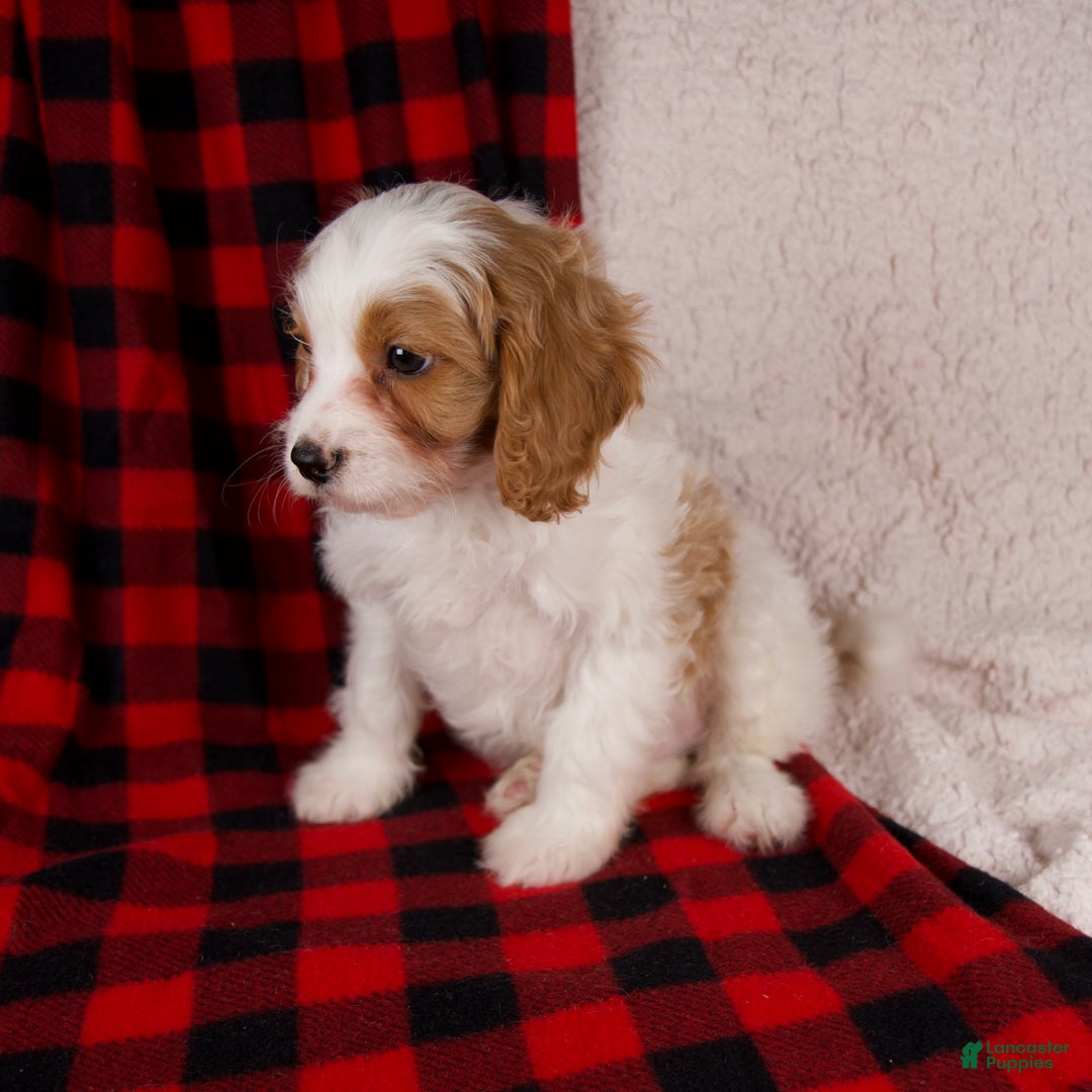 Cavapoo dogs for sale: Nash - Ad 4