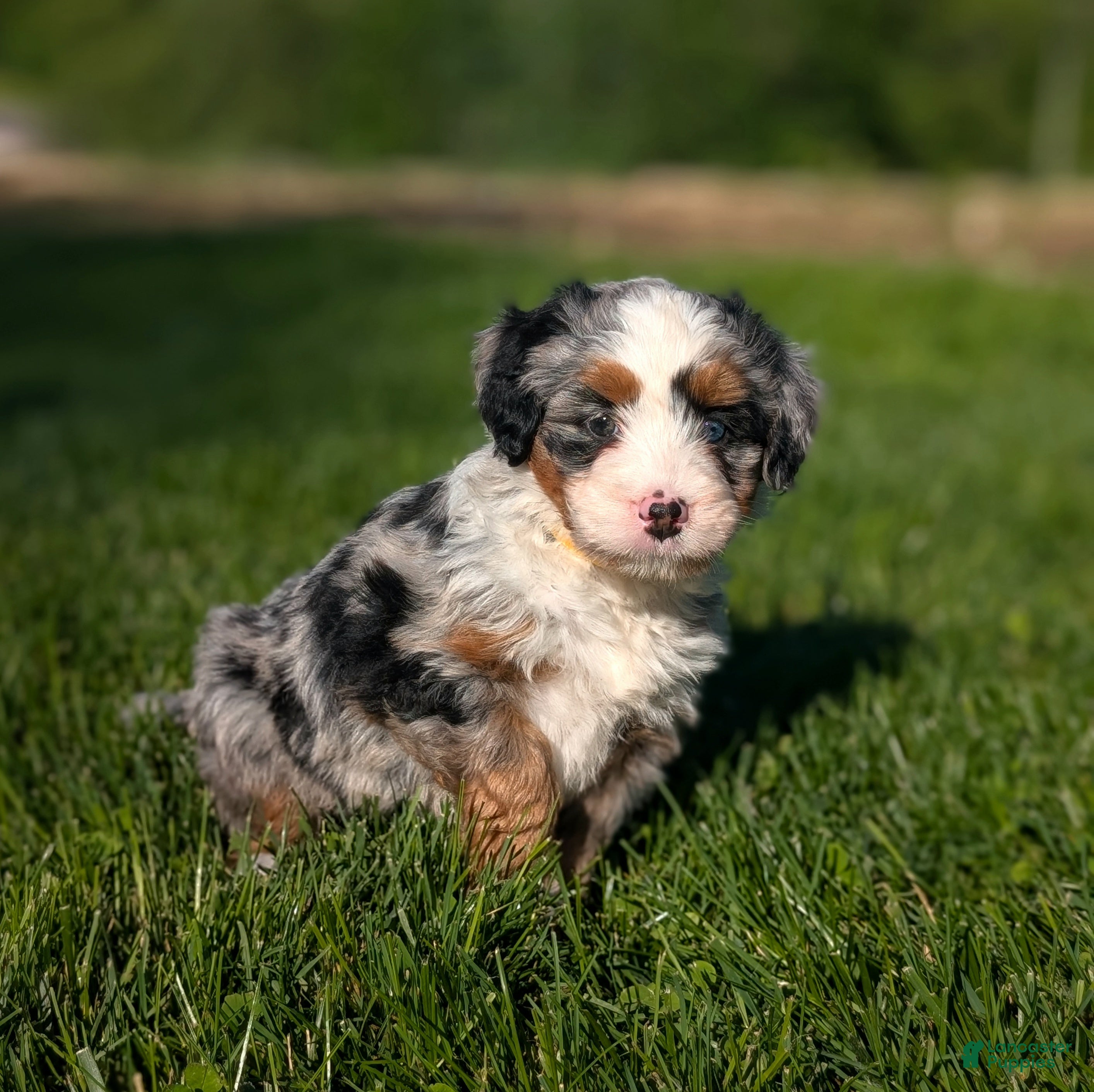 Bernedoodle dogs Shiloh  - Ad 1