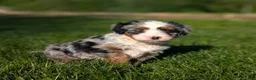 Bernedoodle dogs for sale: Shiloh  - Ad 1