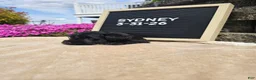 Miniature Schnauzer dogs for sale: Sydney - Ad 9
