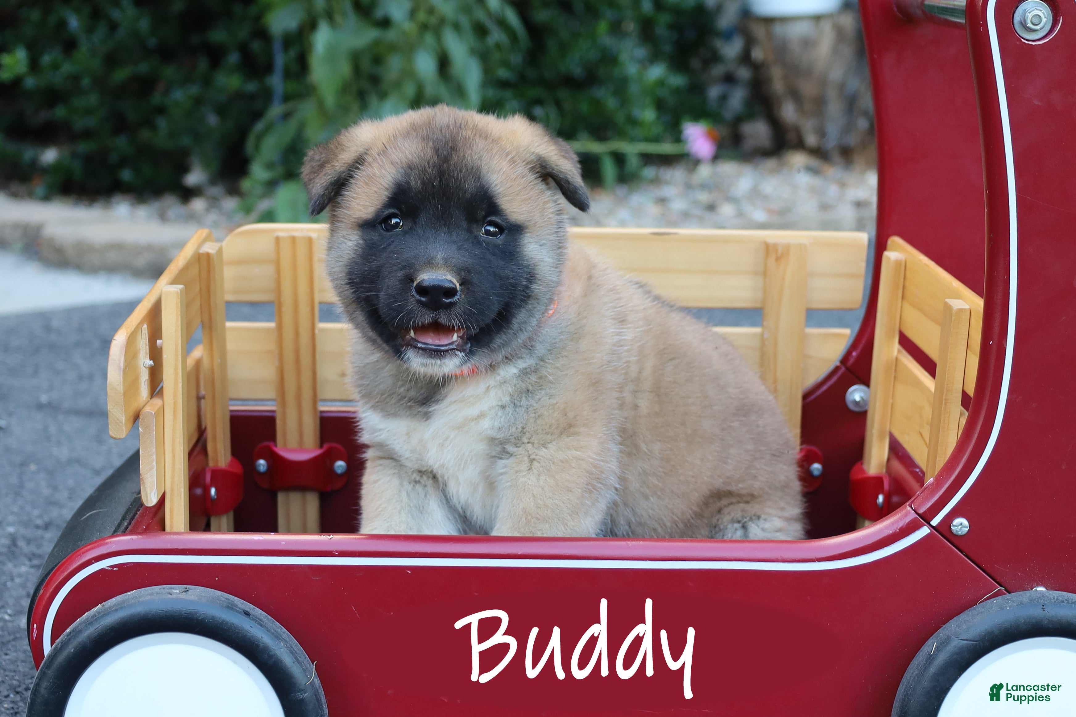 Akita dogs Buddy - Ad 1