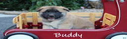 Akita dogs for sale: Buddy - Ad 1