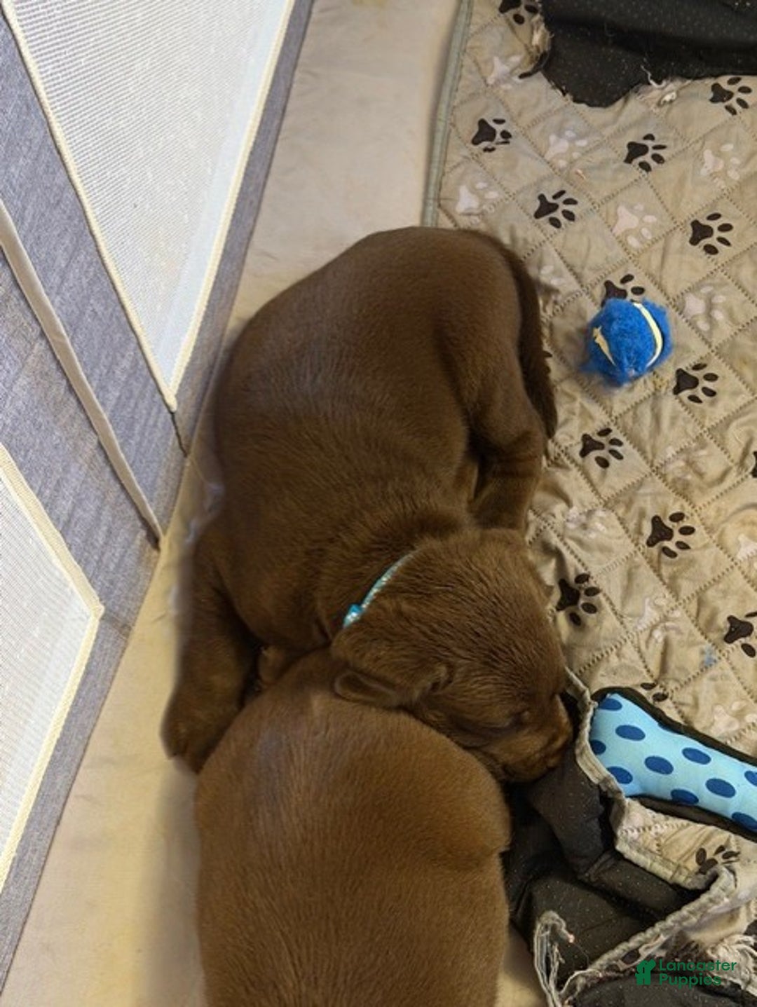 Labrador Retriever dogs for sale: Labrador Retriever Puppy 2 - Ad 2