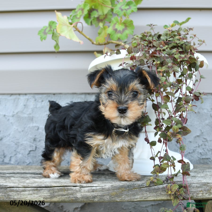 Yorkshire Terrier dogs Sparky - Ad 2