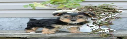 Yorkshire Terrier dogs for sale: Sparky - Ad 2