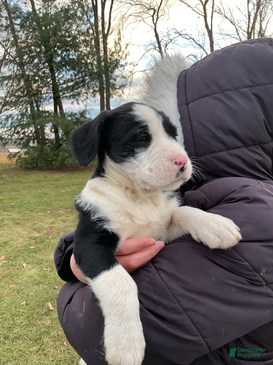 Mixed Breed dogs for sale: Eleanor  - Ad 7