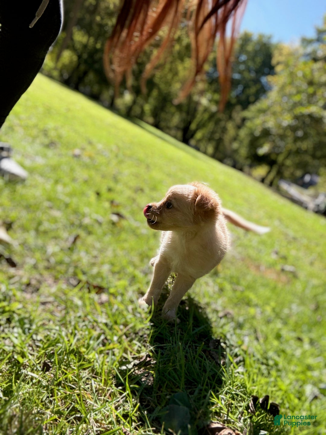 Chihuahua dogs for sale: Glitter - Ad 5