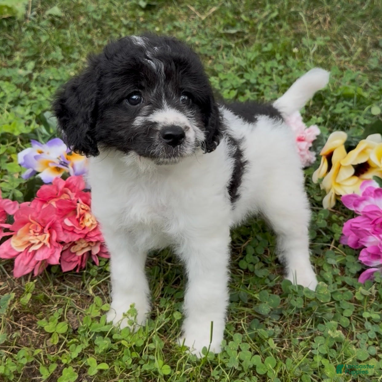 Mini Goldendoodle dogs Sage - Ad 1