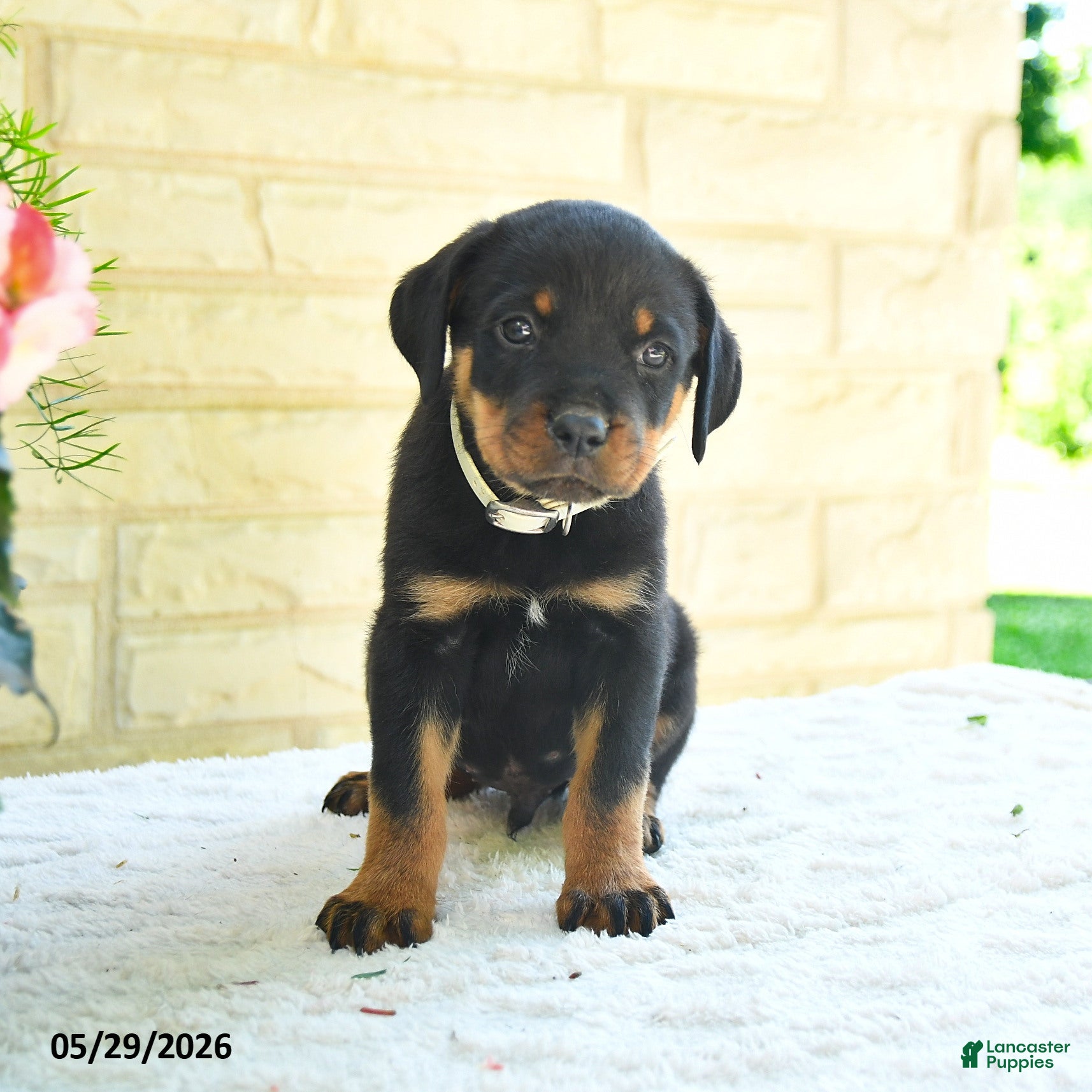 Rottweiler dogs Laurent - Ad 1